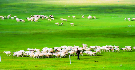 崛起的“中国西部草都” ——定西畜草产业发展纪实