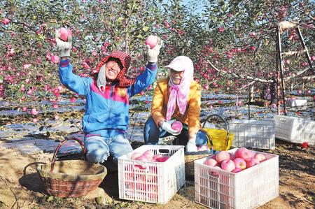 平凉市泾川县：苹果树成为脱贫致富的“摇钱树”