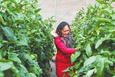 白银平川区大力发展蔬菜种植