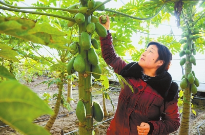 酒泉市肃州区大力发展戈壁农业