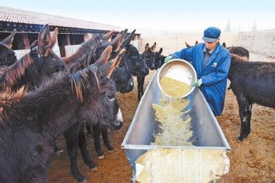 白银平川区种田乡天龙养殖场员工正在为乌头驴投放饲料