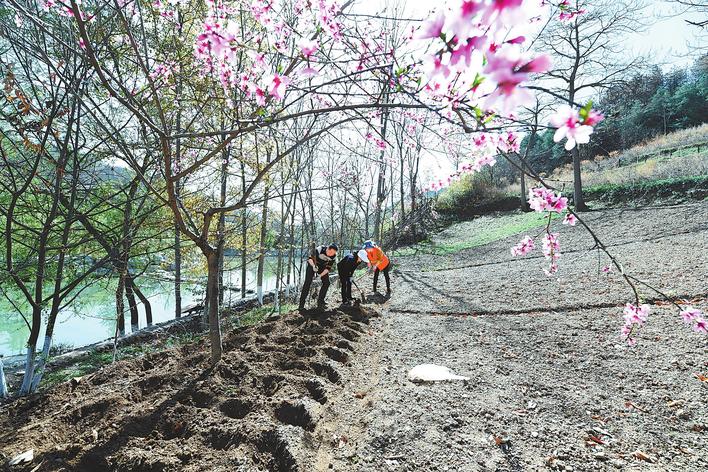 陇南康县阳坝生态旅游风景区工作人员在园区种植芍药等植物