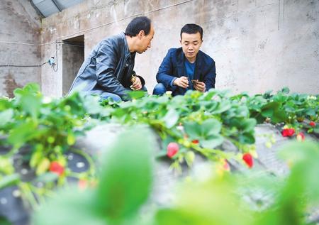 陇南宕昌县农牧局农艺师在哈达铺镇草莓种植温棚指导农民养护技巧