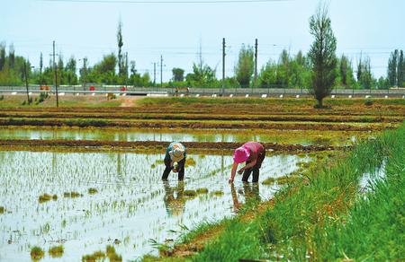 张掖乌江镇：水稻种植户在补栽秧苗