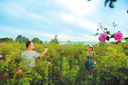 徽县打造以特色休闲农业为主的观光农业