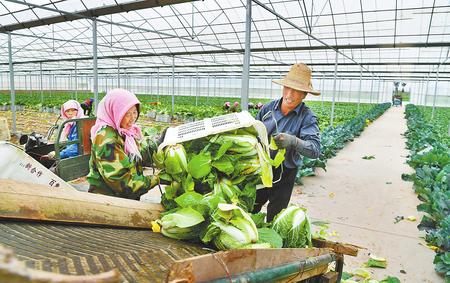 张掖临泽县新华镇蔬菜种植户正在采摘蔬菜