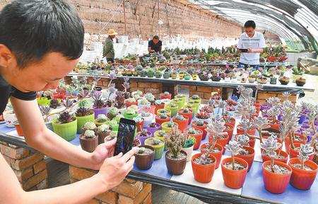市民在张掖高台县欣赏培育的各类多肉植物
