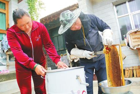 白银会宁县平头川镇任湾村刘一丁夫妇在铲土蜂蜜
