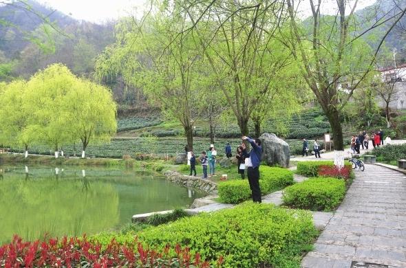 一位游客在陇南文县碧口镇马家山村龙池坪茶园景点拍照
