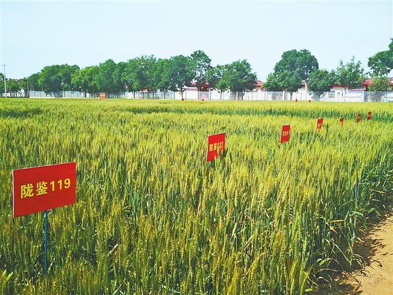 甘肃省全力推动冬小麦绿色高质高效生产